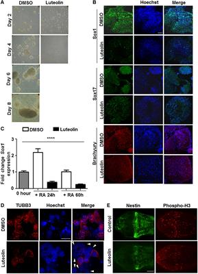 The Dietary Flavonoid, Luteolin, Negatively Affects Neuronal Differentiation